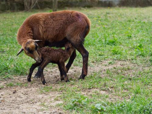 Foto  asuva majutusasutuse Landhaus in den Weinbergen galeriist