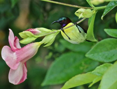 a bird is perched on a pink flower at The Meadows Resort and Spa in Aurangabad