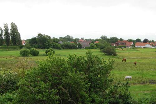 a group of horses grazing in a field at Villa Boddenblick in Wiek auf Rügen