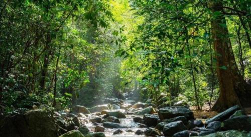 a stream in a forest with rocks and trees at BR Hotel & Residence (Parking is available 250 meters away from the property) in Ban Rong Khoei