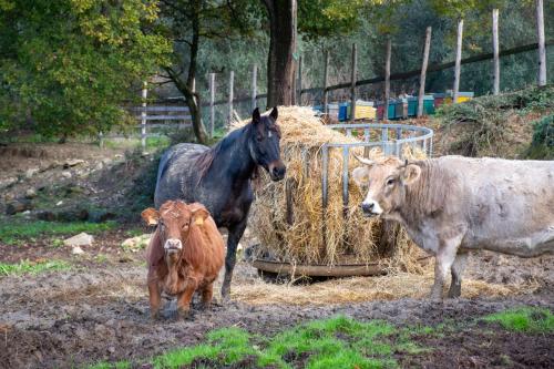 Zvířata v farmy nebo okolí