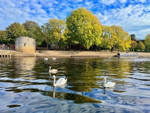 three swans swimming in the water in a park at FREE PARKING - Prime York City Centre Apartment near Minster with River View in York