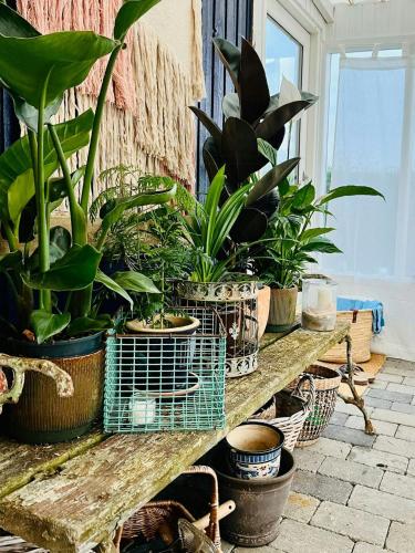 a bunch of potted plants sitting on a table at Lovely Summerhouse By The Beach in Karrebæksminde