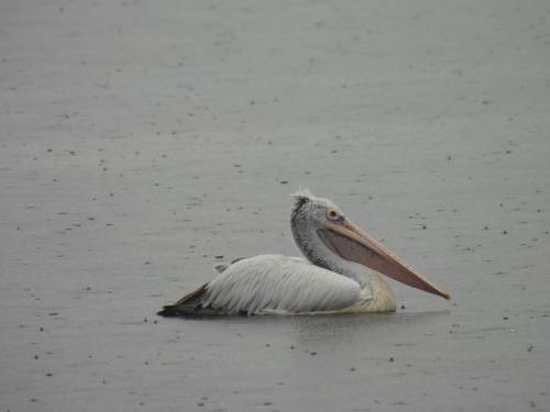 a pelican sitting in the water with its beak open at Aqua Vista Studio Appartment in Tangalle