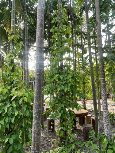 een groep banken in een bos met bomen bij Nhà Sen Phước Hải in Hội Mỹ