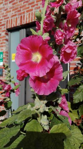 a bunch of pink flowers in front of a building at B&B De Grote Plaats in Hoogstraten