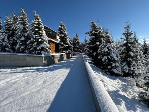 una strada ricoperta di neve con alberi e un edificio di Adriana Phoenix's Bird a Horezu