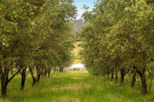 een rij bomen in een veld met een weg bij Olive Sanctuary by Tiny Away in Taggerty