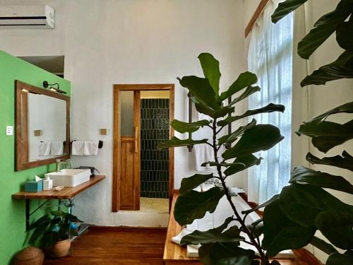 ein Badezimmer mit einer Pflanze, einem Waschbecken und einem Spiegel in der Unterkunft Baan Samsa in Luang Prabang