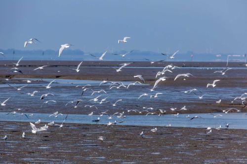 a flock of birds flying over the beach at Ferienlandhaus Tossens in Butjadingen