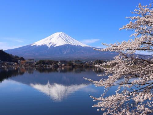 a mountain with a reflection in a lake withakura trees at Rakuten STAY VILLA Fuji Kawaguchiko Forest 2LDK with sauna and terrace in Fujikawaguchiko