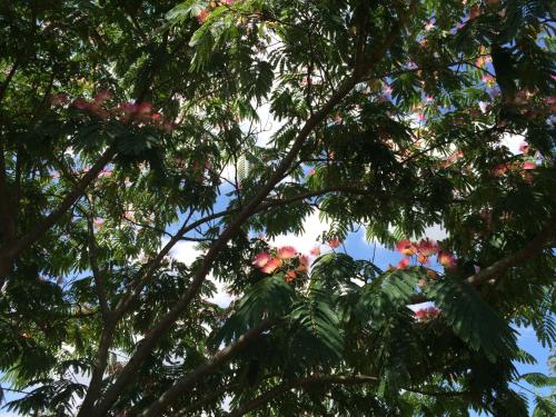 a tree with pink flowers on the branches at Chambres d'hôtes de La Roche in Frossay