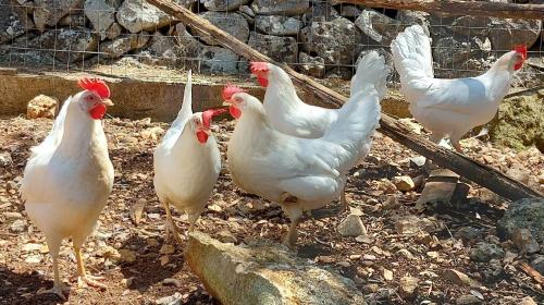 een groep witte kippen die in het vuil staan bij B&b Aurasia in Ostuni