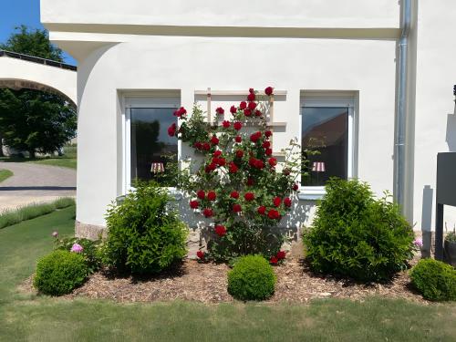 Ferienwohnung Gut Börtewitz في Bockelwitz: شجرة عيد الميلاد في الفناء الأمامي للمنزل