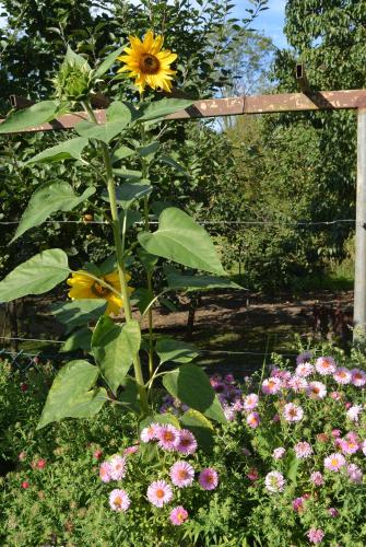 a sunflower is growing in a garden with flowers at Landruhe in Dreschvitz