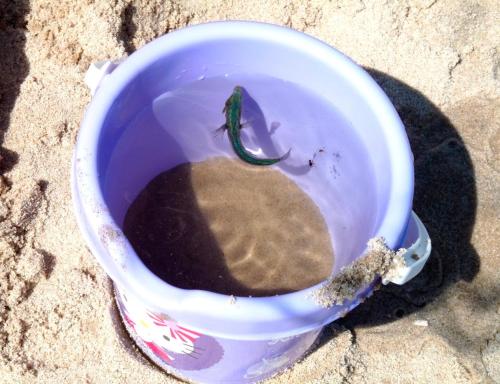 Foto dalla galleria di Ferienhälfte Insel Rügen a Glowe