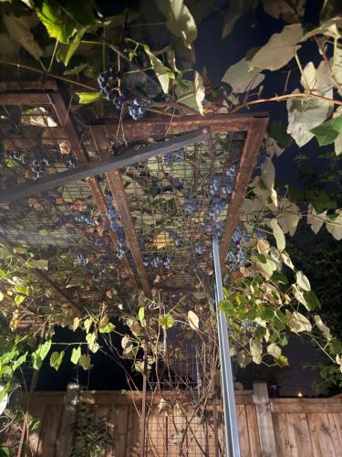 eine Decke mit vielen Pflanzen in der Unterkunft Hespeler Haven Hideaway in Cambridge