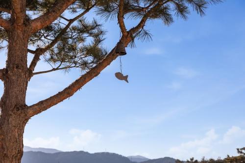 a shoe hanging from a pine tree at Gangneung Solol Pension in Gangneung