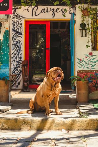a brown dog sitting in front of a door at Raizes Bed and Beach Buzios in Búzios