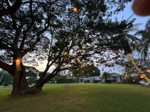 a tree with christmas lights hanging from it at Merlin Hut & Farm in Kanchanaburi City