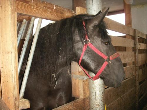a black horse is standing in a stall at Ferienhof Wölflbauer in Saalbach Hinterglemm
