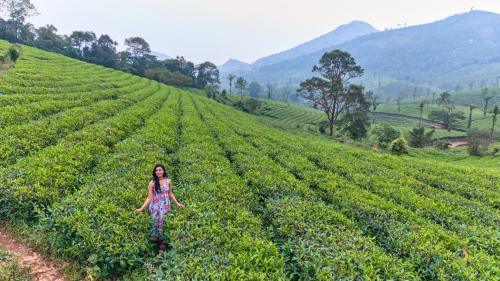 een vrouw op een theeplantage bij Sylora Meadows Private Pool Villa ,Vagamon in Pīrmed