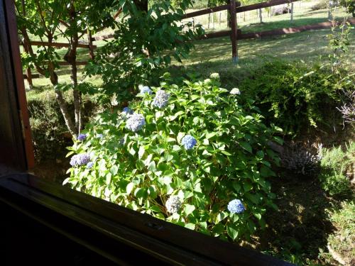 a bush of blue flowers in a garden at Maldagorri in Ezkurra