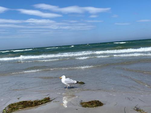 Naturlandskabet i nærheden af lejligheden
