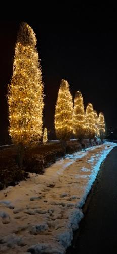eine Reihe von Weihnachtsbäumen mit Lichtern in der Unterkunft Premium Apartment Wohlfühl-Oase mit Pool und Sauna in Sankt Englmar