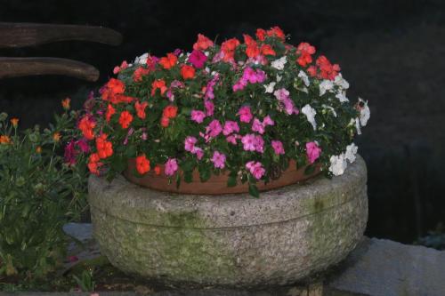 a large flower pot filled with colorful flowers at Rooms Alpe Veglia-Varzo in Varzo