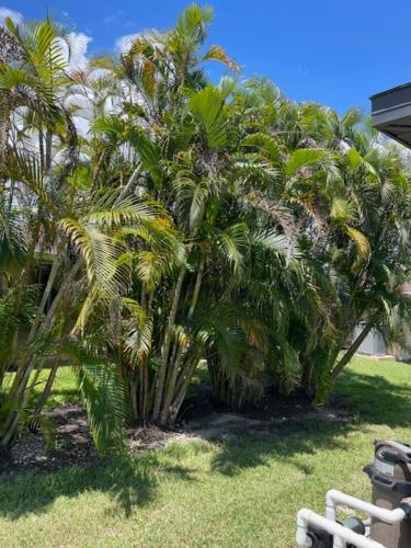 a group of palm trees in a yard at Basillican in Cape Coral