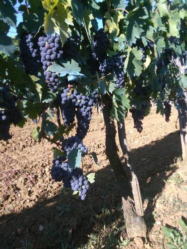 a bunch of grapes hanging from a tree at Casa ai Carfini in Poggibonsi