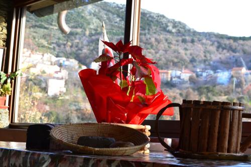 a vase with red flowers on a table in front of a window at Chalet Su Foxile in Aritzo