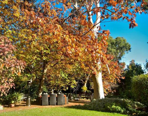 a group of trees with colorful leaves in a park at Banksia Cottage in Perth Hills in Perth