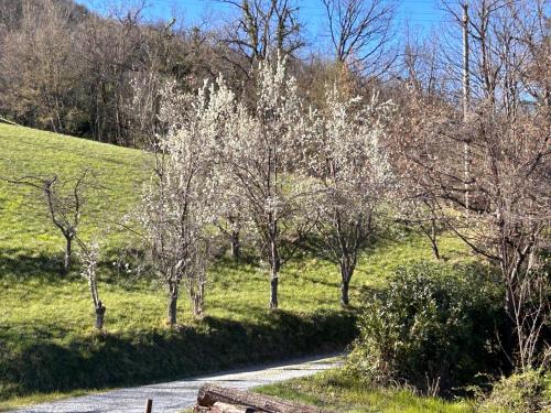 eine Straße mit weißen Bäumen an einem Hang in der Unterkunft Private secluded villa for 20 guests on large private estate - Cairo Montenotte - Tenniscourt - Savone in Cairo Montenotte