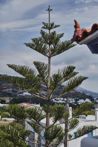 a christmas tree sitting on top of a building at Irene Studios in ayios Petros