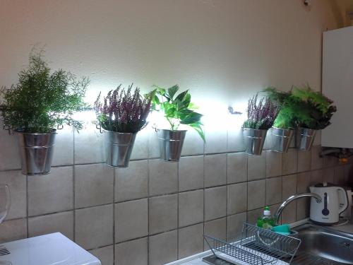 a row of potted plants on a kitchen wall at B&B Happiness in the Country in Brescello