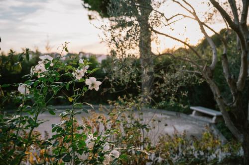 a bush with white flowers next to a bench at Auberge du Rédier - Logis Hôtels in Colomars