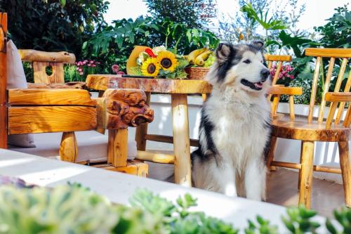 Et eller flere kæledyr der bor med gæster på 木心居南门机场大巴店Muxin INN