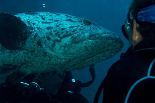 Ein Mann fotografiert einen großen Fisch in der Unterkunft Eco Shamba Kilole Lodge in Utende