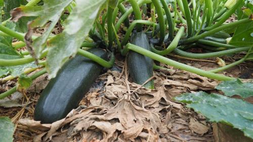 three zucchini plants are growing in a garden at Lera de cal roger in Verdú