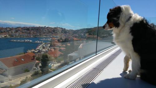 un cane seduto su un cornicione che guarda fuori da una finestra di Design apartments 3&4 a Mali Lošinj (Lussinpiccolo)