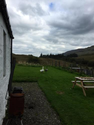 a goose sitting in the grass next to a picnic table at Garrison Farm with Hot Tub in Inversnaid