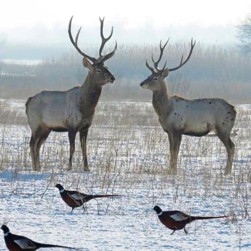 Twee herten en twee vogels in een besneeuwd veld. bij Beautiful resort in Aydar Kul’