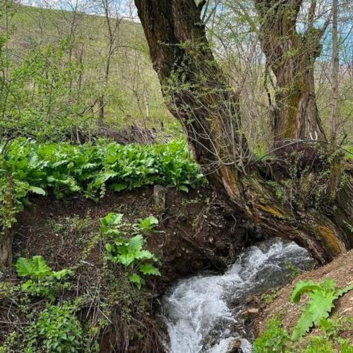een beekje in een bos met een boom bij Beautiful resort in Aydar Kul’