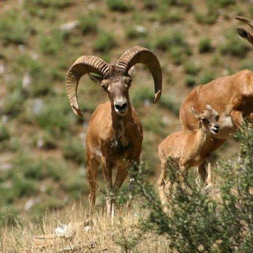twee geiten met grote horens staan in een veld bij Beautiful resort in Aydar Kul’