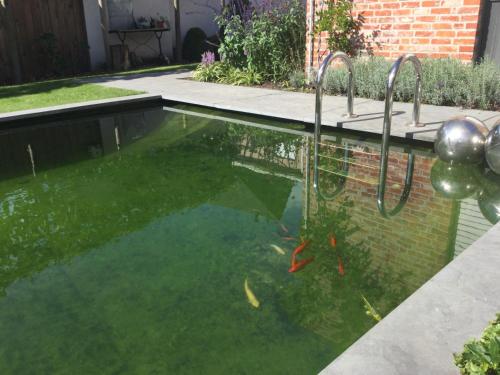 a swimming pool with a fish in the water at B&B De Grote Plaats in Hoogstraten