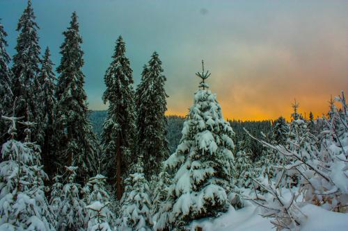 a snow covered christmas tree in front of a group of trees at Ferienwohnung Treml in Bayerisch Eisenstein