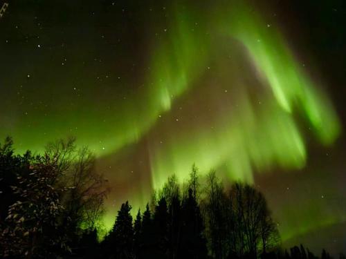Eine Aurora am Himmel mit Bäumen im Vordergrund in der Unterkunft Pikkukelo Levi - Doorstep Ski Bus - Sauna - Traditional log cabin in Levi