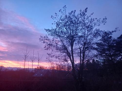una silueta de un árbol frente a una puesta de sol en B&B Chatelet Cremers, en Verviers